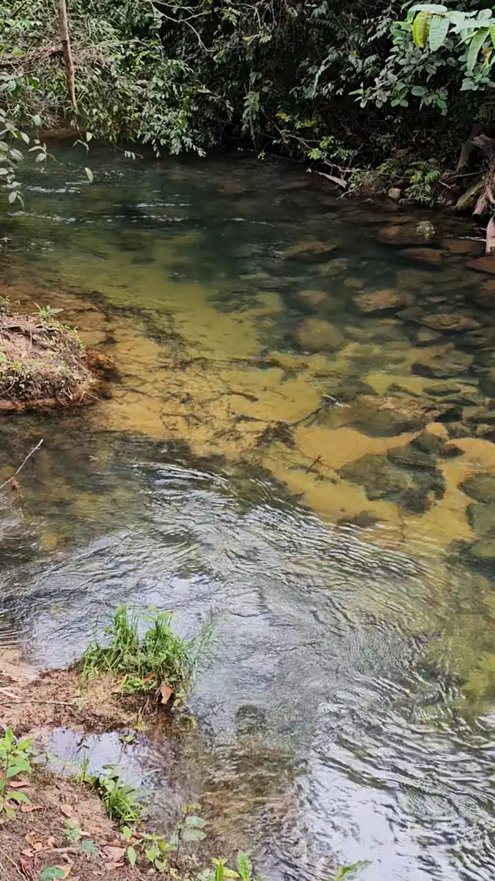 Água cristalina correndo sobre pedras douradas, em câmera lenta